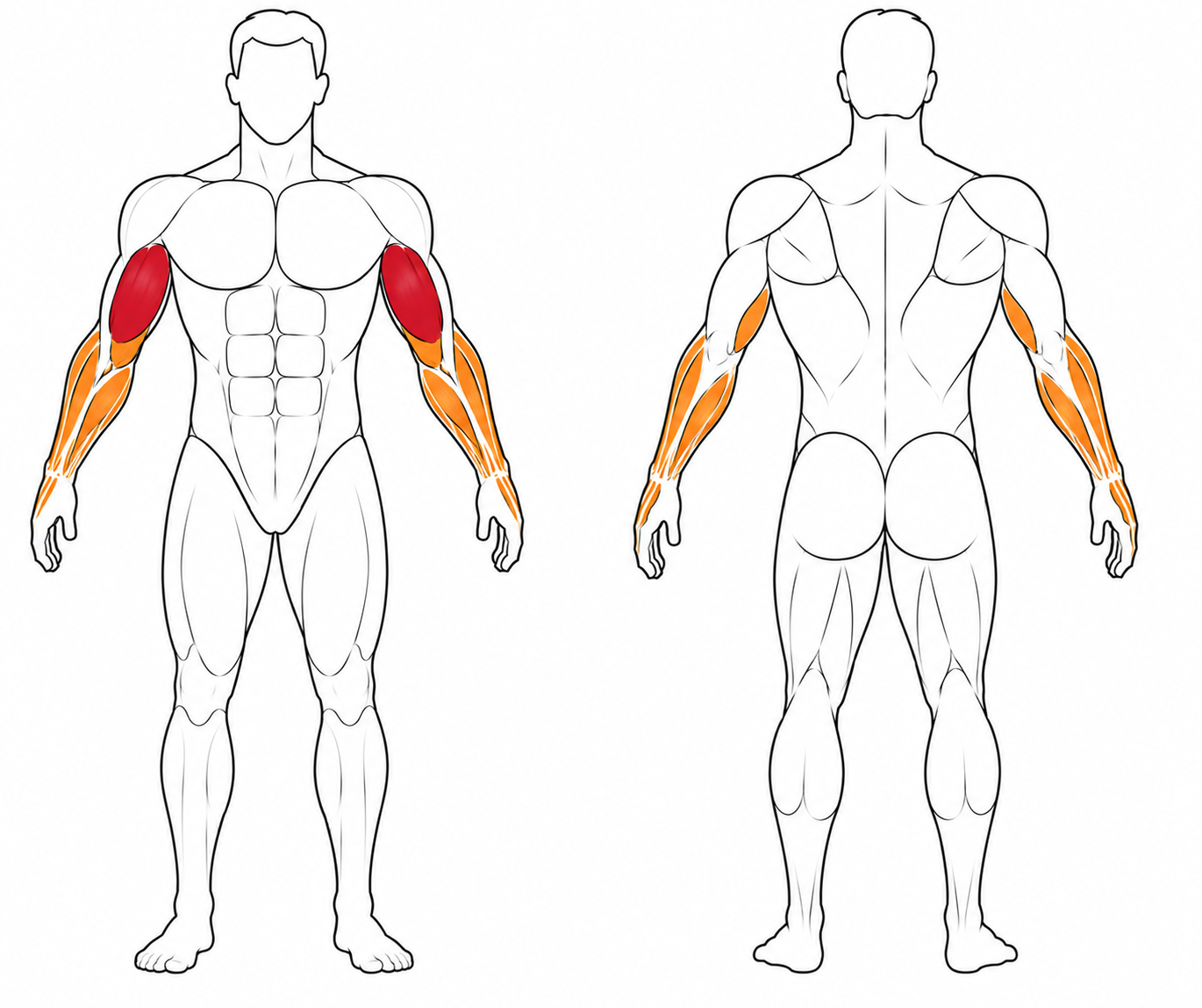 Muscle Map - Barbell Curl Wide Grip