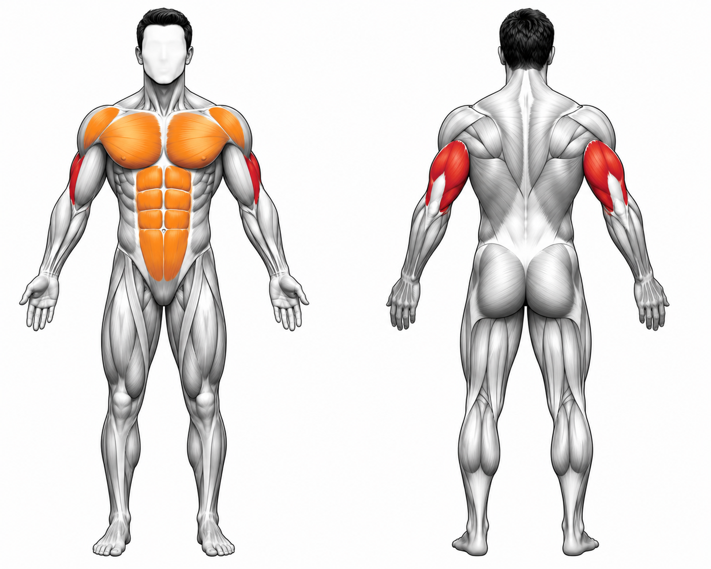Muscle Map - Close Grip Floor Press