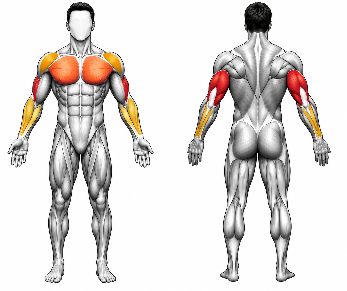 Muscle Map - Tate Press